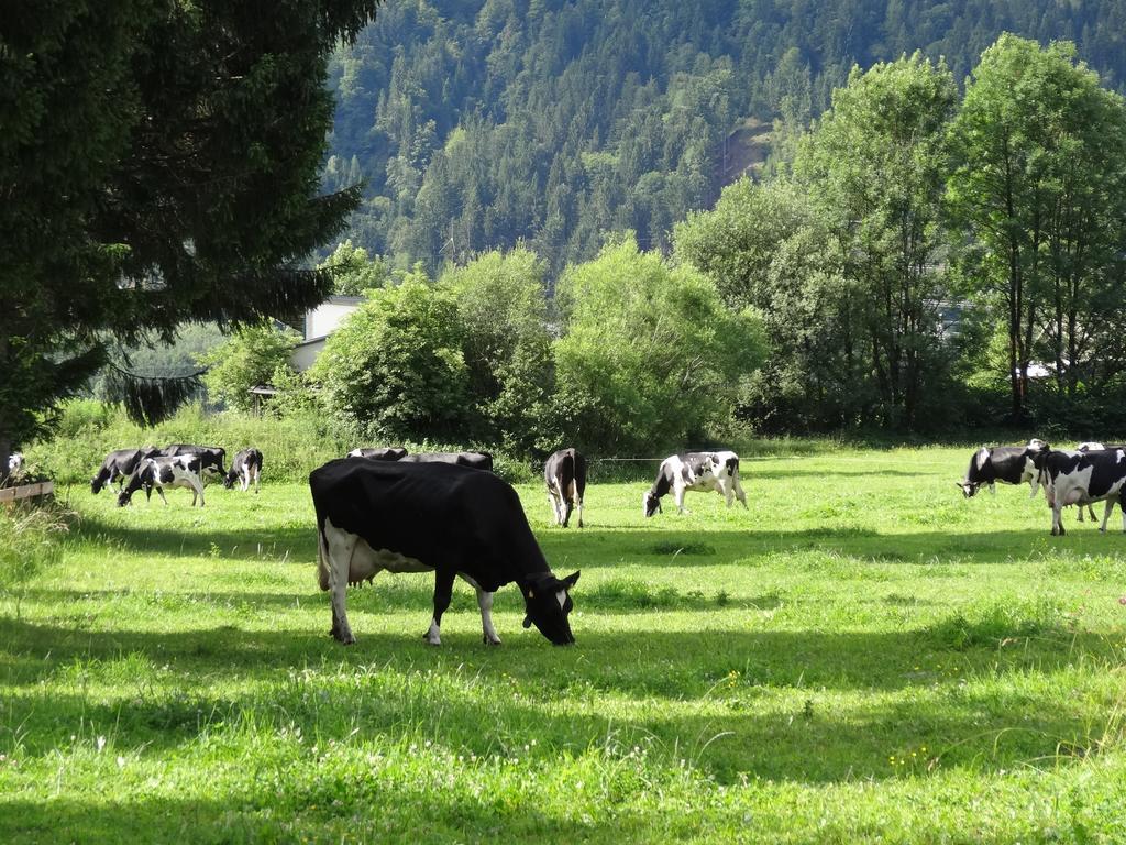 Holzblockhaeuser Fam. Schabus Hermagor-Pressegger See Esterno foto